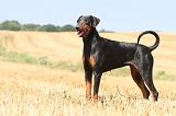 DOBERMANN 952